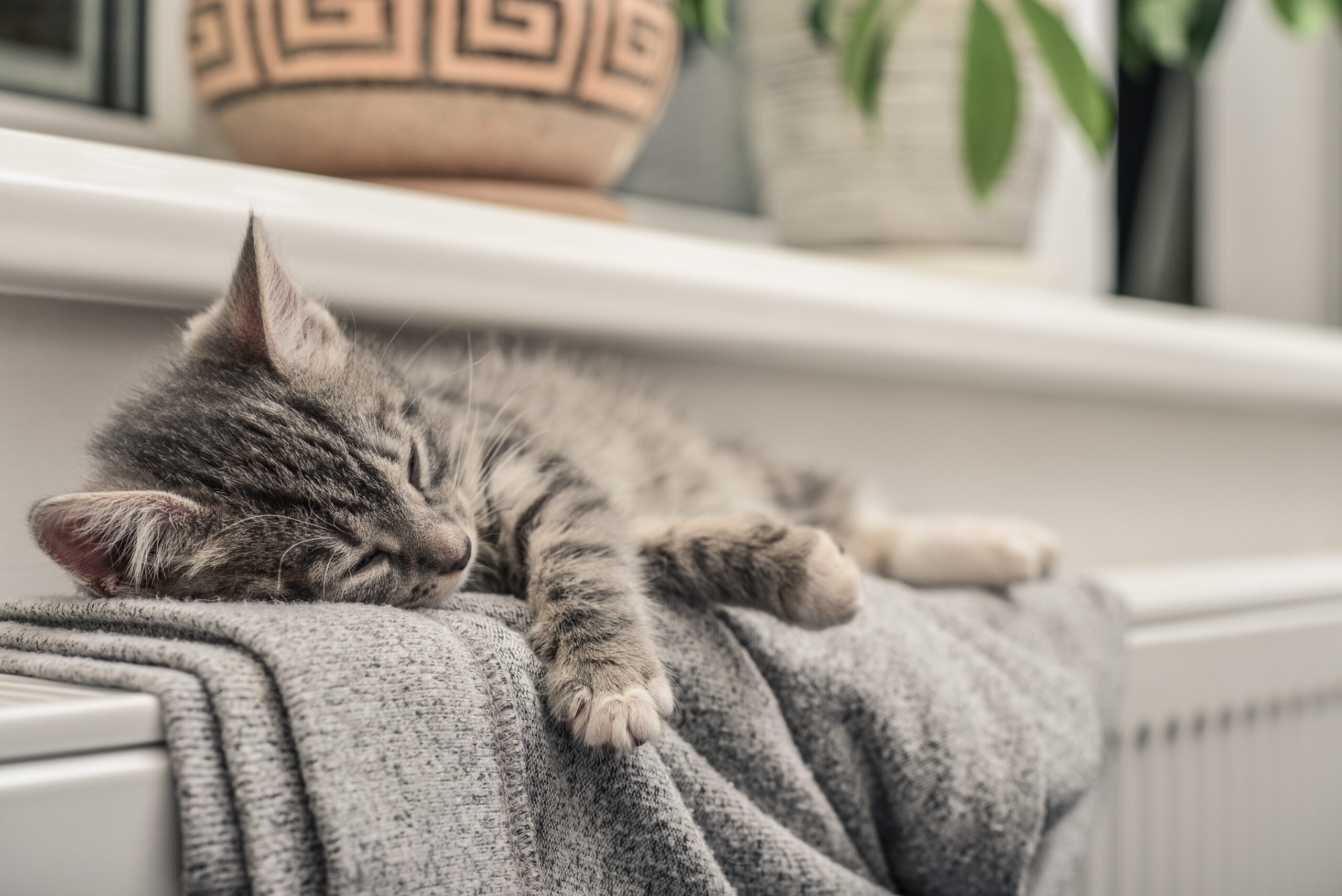 Ahorro energético, y un gatito dormido sobre un radiador.