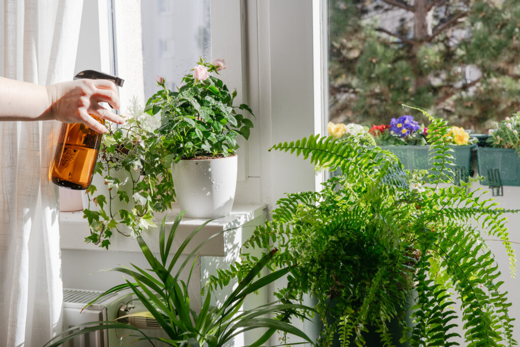 Woman taking care and watering dry indoor green plants Refresca tu hogar con plantas